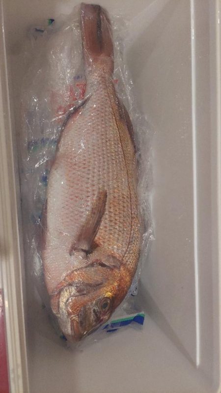 鳥取イカメタル リベンジ