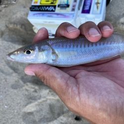 久しぶりの地元サーフ釣行でした