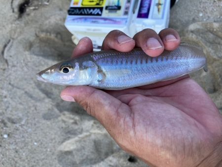 久しぶりの地元サーフ釣行でした