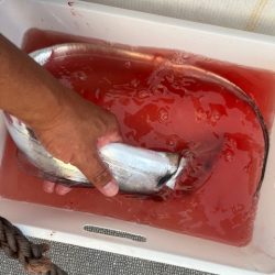 博多湾で初めてのタチウオ釣りしてきました