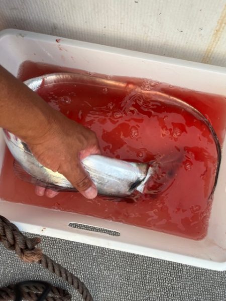 博多湾で初めてのタチウオ釣りしてきました