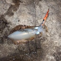 2025秋エギングスタート！