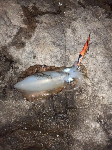 2025秋エギングスタート！