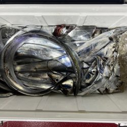 初めてのライトテンヤタチウオでした