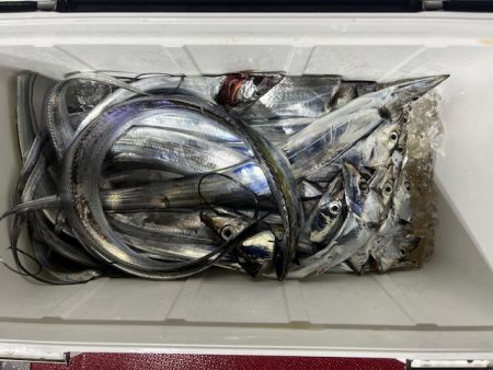 初めてのライトテンヤタチウオでした