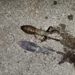 秋イカ狙い
