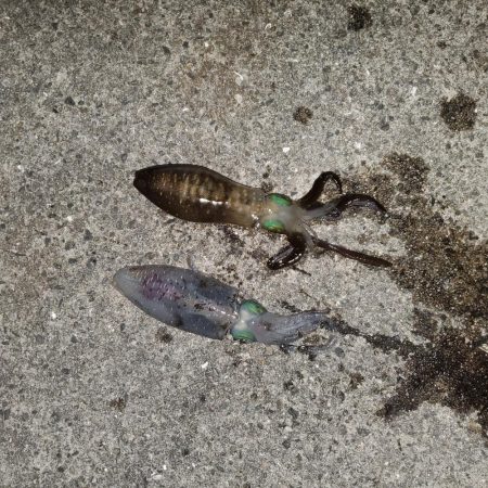 秋イカ狙い