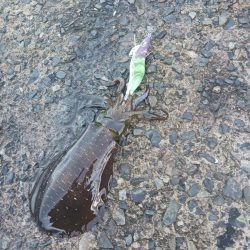 とりあえずアオリ4回目