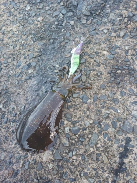 とりあえずアオリ4回目