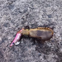 とりあえずアオリ3回目