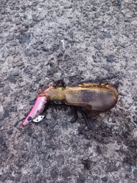 とりあえずアオリ3回目