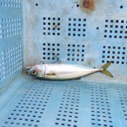 青物不発もなんとか