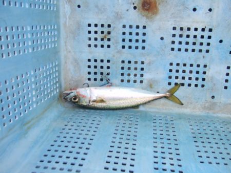 青物不発もなんとか