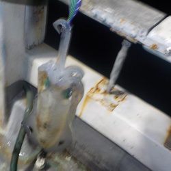 ティップラン初釣行〜倉丸〜