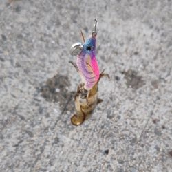 コロッケアオリ