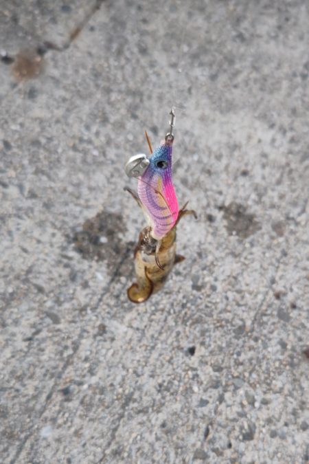 コロッケアオリ