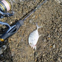 ライトゲームとエギング