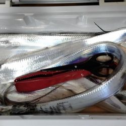 一年振りのタチウオさん