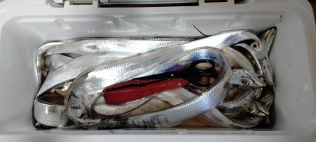 一年振りのタチウオさん