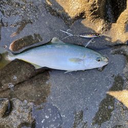 伊根の磯釣り🎣