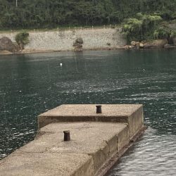 アジフライ　イカフライ