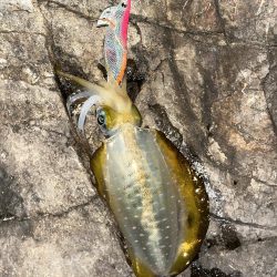 エギング　佐渡遠征③その2