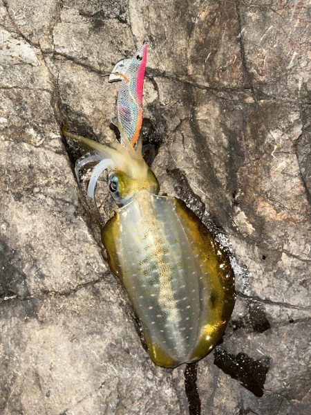 エギング　佐渡遠征③その2