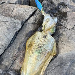 エギング　佐渡遠征③その3