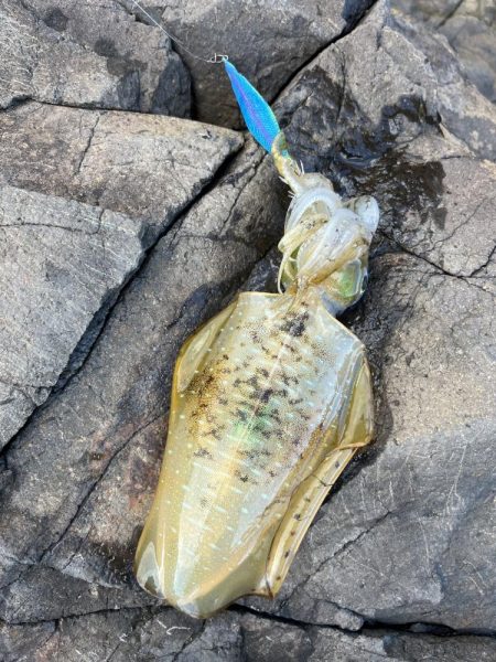 エギング　佐渡遠征③その3