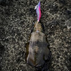 エギング　佐渡遠征③その4