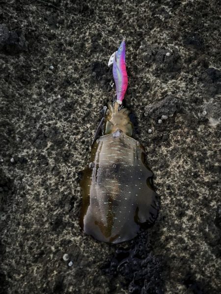 エギング　佐渡遠征③その4