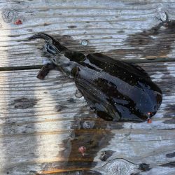 たかたか釣り日記