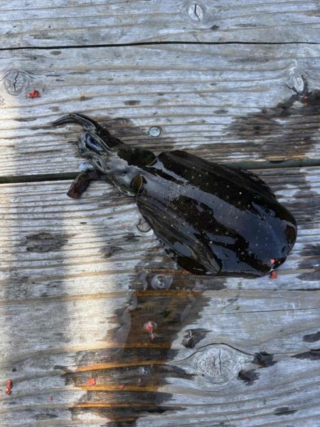 たかたか釣り日記