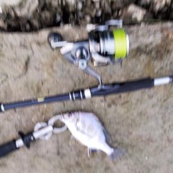 小物しか釣れない…゜