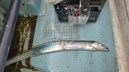 明石ジギング&神戸沖タチウオジギング