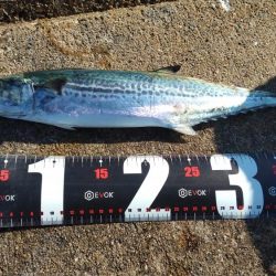 神戸空港でサゴシ祭り