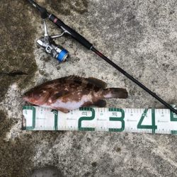 2025 佐渡ヶ島アジング＆ハタゲーム＆エギング 1回目【8月30日】