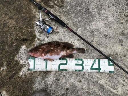 2025 佐渡ヶ島アジング＆ハタゲーム＆エギング 1回目【8月30日】