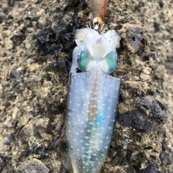 2025 佐渡ヶ島ハタゲーム＆エギング 2回目【8月31日】