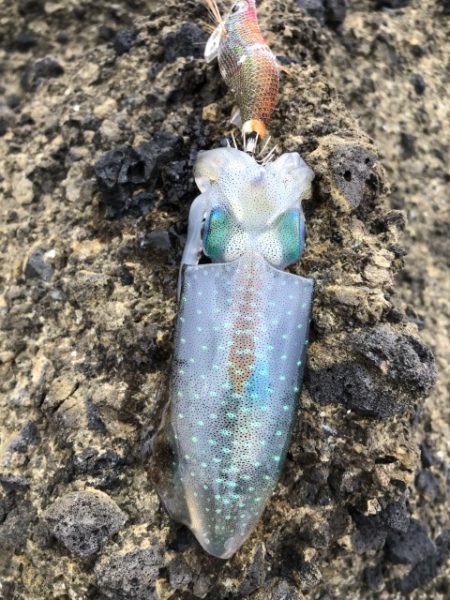 2025 佐渡ヶ島ハタゲーム＆エギング 2回目【8月31日】