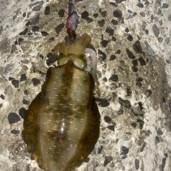 ムラムラチェリー最高！