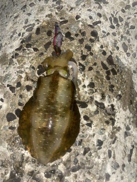 ムラムラチェリー最高！