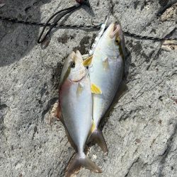 味をしめた磯にて、、ツヌケました〜