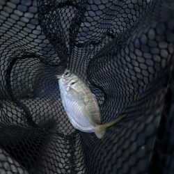 フロートアジング