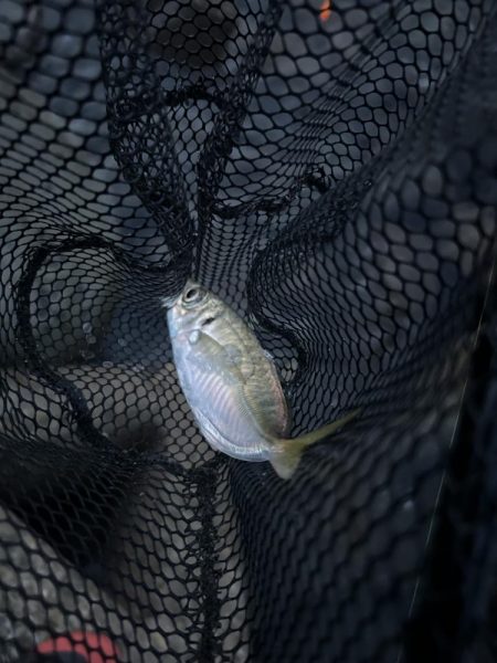 フロートアジング