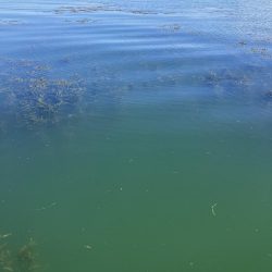 北山田小バスは管釣り状態です。