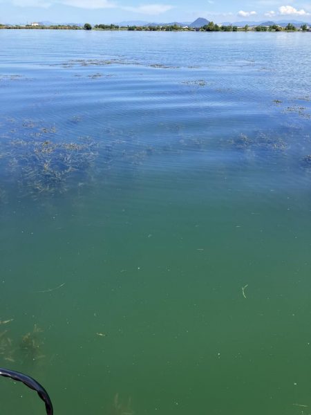 北山田小バスは管釣り状態です。