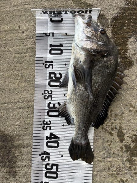 イチノ兄弟、釣果!