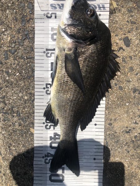 イチノ兄弟、釣果！