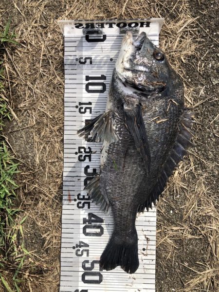 イチノ兄弟、釣果!